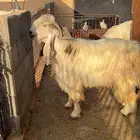 ثني للبيع