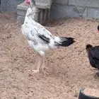 ديك ودجاج سندي بيور