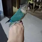 كنيور اليف للبيع
