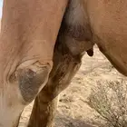 ناقه لقحه 8 شهور