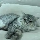 قط شيرازي ذكر للتبني العاجل