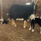 نجدية صنف معها توم خروف ورخل