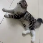 قطة لتبني
