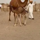خلفه مصغر حمرا دم دهما