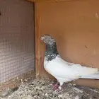 ذكر قولدن