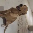 جولدن