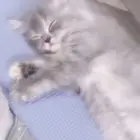 قطط شيرازي ذكر وأنثى