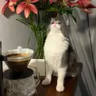 قطة تبني