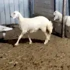 رخل صنف وفاخر