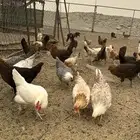 دجاج بلدي بياض
