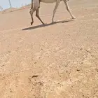 لقحة وبكرة