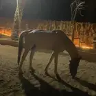 حصان للبيع