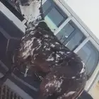 للبيع سواكن تربية