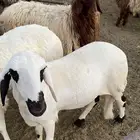 خاروف ساكني
