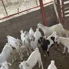 تيوس للبيع