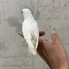 فرخ روز البينو