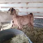 ماعز حليب طيبه