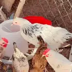 صيصان بالدي العدد حول 15ديكه
