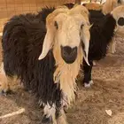 للبيع 12 خروف