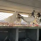 حمام لاحم