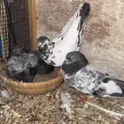 جوز باكستاني بعياله