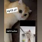 قطط سكوتش مسجلين   تم البيع