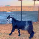 تيس صغير معرف طيبه الي يقني