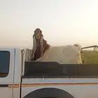فحل مطور