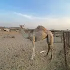 بكرة للبيع