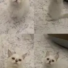 منشكن