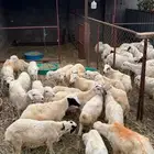 خرفان تربية بلدي