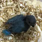 طيور روز