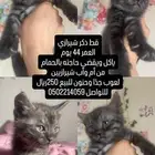 القصيم الرس