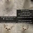 منشكن ( القط القزم )