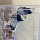 زوجين حمام تركي