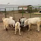 معزاء للبيع