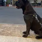كيين كورسو ايطالي انثى مستورده للبيع جده