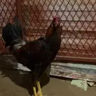 ديك مهجن كويتي