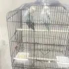 طيور روز العدد 2