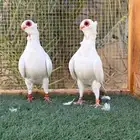 حمام بولندي