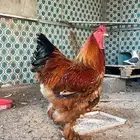 للبيع