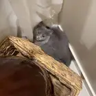 قطه صغيره للتبني بالرياض