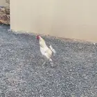 ديك مهجن
