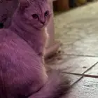 قطط