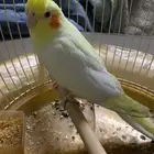 ببغاء كروان