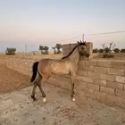 فرس معها مهرها