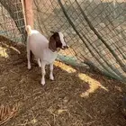 جفار بررقوت جنوب افريقي