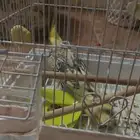 طائر كروان للبيع
