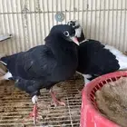 جوز قطيفي تحته فرخين