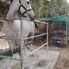 فرس شعبيه لقاح تحتها مهر
